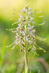 Wildlife Lizard Orchid