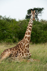 giraffe
