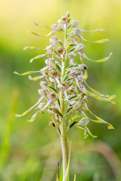 Fototapeta Wildlife Lizard Orchid