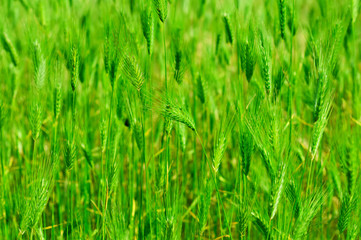Ear field