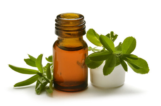 Medicago sativa Luzerne Erba Medica cultiv&eacute;e Alfalfa Bl&aring;lusern