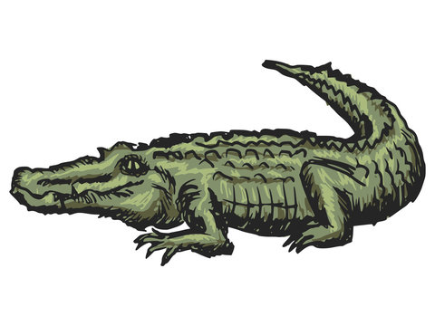 crocodile