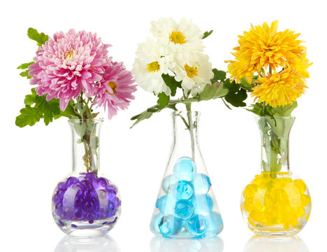 Beautiful flowers in vases with hydrogel isolated on white