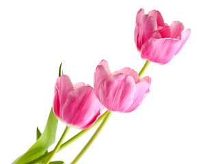 Beautiful tulips isolated on white