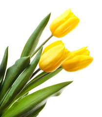 Beautiful tulips isolated on white