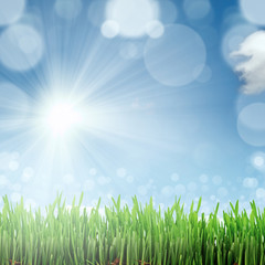 Obraz premium Spring nature background with grass and blue sky in the back