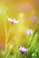 Beautiful cornflowers, outdoors