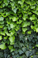 Fototapeta premium Green ivy, close up