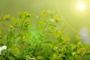 Bush in the garden