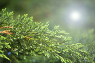 Green plant, outdoors