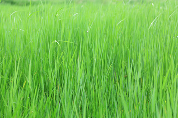 Beautiful spring grass outdoors