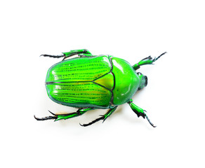 Green beetle isolated on white background