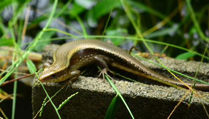 Skink