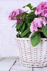 Hydrangea in basket on table on wall background