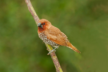 Bird, Scally-breasted Munia (Lonchura punctulata)