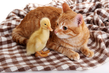 Red cat with cute duckling on plaid close up