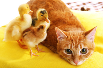 Red cat with cute ducklings on yellow pillow close up