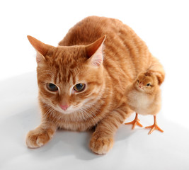 Fototapeta na wymiar Red cat with cute chicken on white background