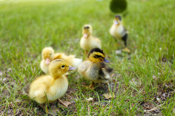 Little cute ducklings on green grass, outdoors