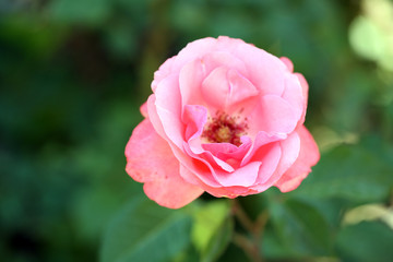 Beautiful pink rose on green bush