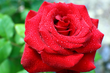 Beautiful rose in garden