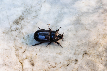 horn beetle top view
