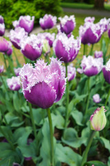 Obraz na płótnie Canvas Colorful tulip garden in nature park