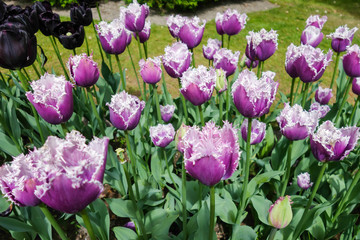 Colorful tulip garden in nature park