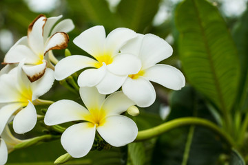 Fototapeta na wymiar frangipani flower or Leelawadee flowers on the tree.