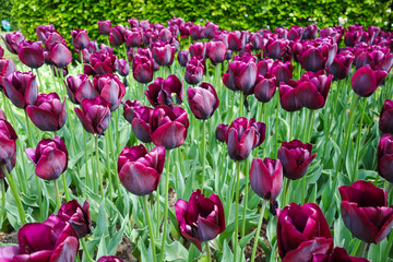 Colorful tulip garden in nature park