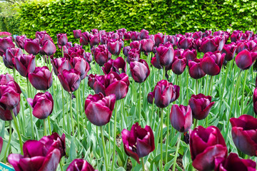 Colorful tulip garden in nature park