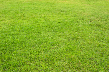green grass field