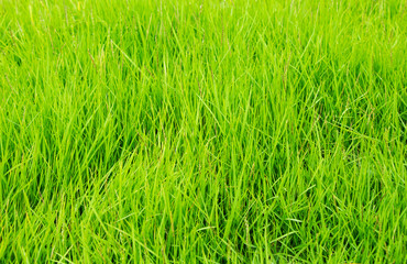 green grass texture