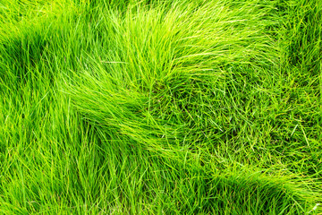 fresh green grass texture background
