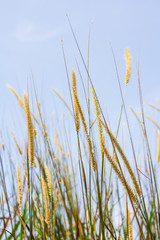 Fototapeta premium white reeds field