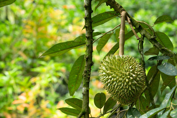 durian