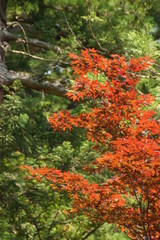 新緑の若葉と赤く輝く春もみじ