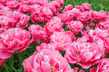 Flowers garden in nature park