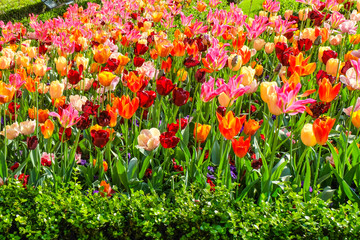 Flowers garden in nature park