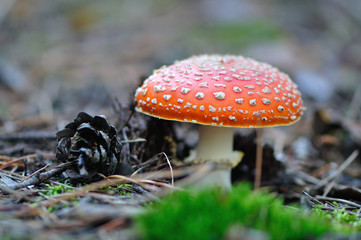 amanita muscaria