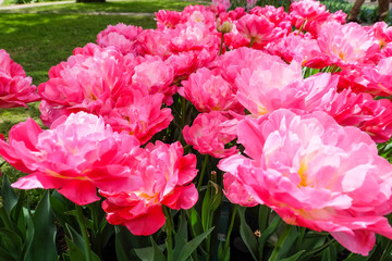 Flowers garden in nature park