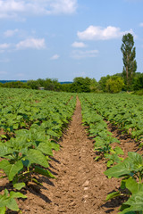 Fototapeta na wymiar Green sunflower field in Ukraine