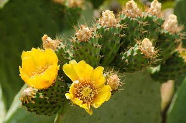 Prickling pear cactus