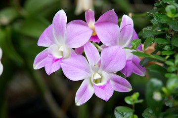 orchid