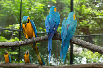 parrot