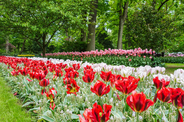Flowers garden in nature park