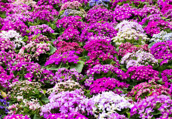Obraz premium Hybrid Cineraria flower