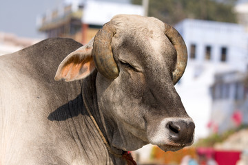 Indian holy cow