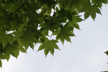 新緑の楓