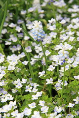 Muscari